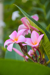 Pink frangipani flowers blooming  and sunlight bokeh soft blur