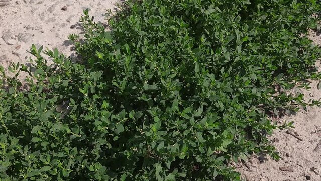 Common knotgrass growing next the concrete surface