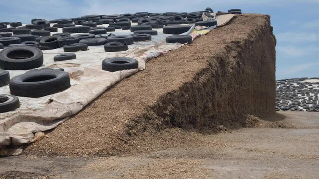 Granja agricola productora de alimento para ganado o vacas