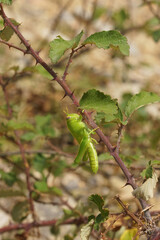 Closeup on a brilliant green Egyptian grasshopper, Anacridium aegyptium, hanging well protected on a blackberry twig