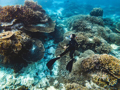 Coral Reef And Diver - Great Barrier Reef