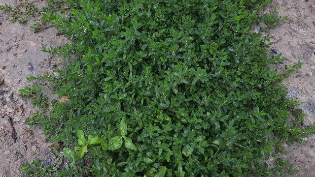 Common knotgrass covered with water drops next the concrete surface
