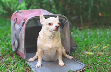 brown  Chihuahua dog sitting in front of pink fabric traveler pet carrier bag on green grass in the...