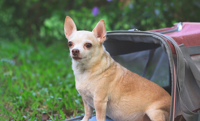  brown  Chihuahua dog sitting in front of pink fabric traveler pet carrier bag on green grass in the garden,  looking  at camera, ready to travel. Safe travel with animals.