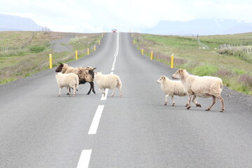 Travel to Iceland, 2013