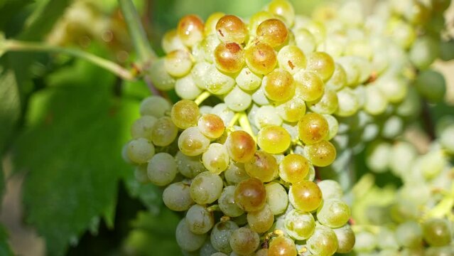 Closeup tilt-down shot of a green cluster of white grapes in a vine garden farm.