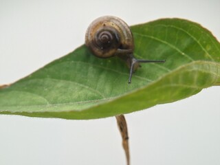 Snail on leaf in the morning with white background, macro photography