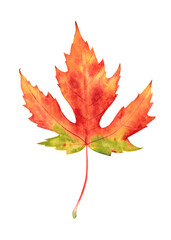 Watercolor fall leave isolated on white background. Hand drawn illustration.