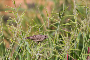 Foraging Blackthroated Canary On Signal Grass (Serinus atrogularis), Pretoria, South Africa