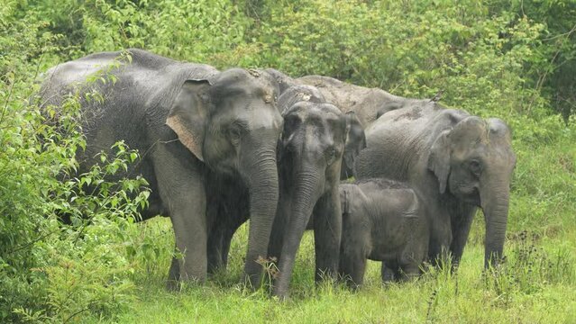 Asian Elephants forging in the forests of India