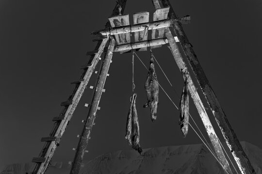 Dogs Food Dead Seals At Arctic Base Camp In Svalbard Norway Black An White Photo