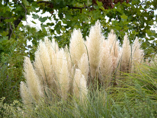 pampas grass