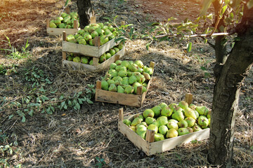 Many Williams Pear Boxes on the Orchard Ground