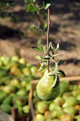 William Pear Hanging on Branch with Pears Garden Blurry Background