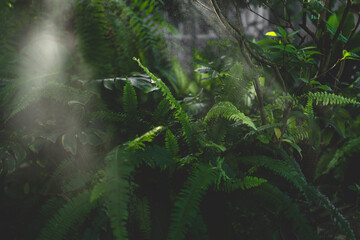 nature outdoor tropical garden with a tree and leaf plant in the morning of fog and sunlight, beautiful green forest in summer background, environment of wood growth agriculture with sun light
