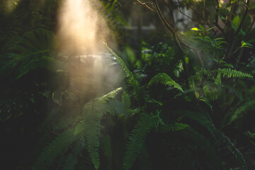 nature outdoor tropical garden with a tree and leaf plant in the morning of fog and sunlight,...