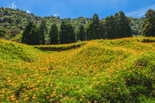 Daylily flower farm at Chike Mountain in yuli township, Hualien, Taiwan