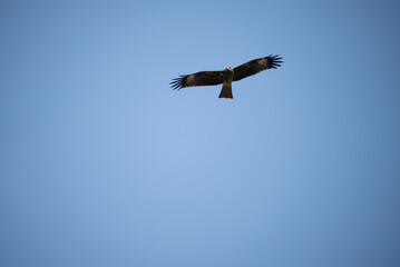 Single eagle flying high in clear sky during daytime