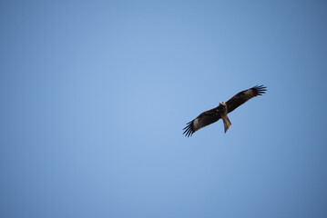 Single eagle flying high in clear sky during daytime
