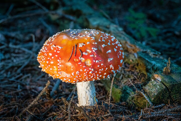 Amanita