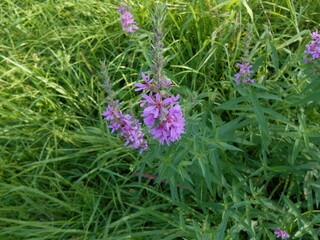 クガイソウの花