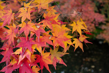 赤く染まるモミジ