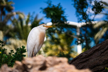 In the Oceanographic reserve, detail of a heron in profile on top of a wooden trunk. Photography made in Valencia, Spain.