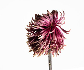 Red Chrysanthemum Flower Part 2