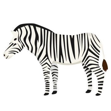 Zebra in flat style isolated on white background