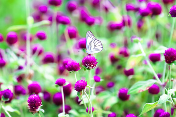 White butterfly drinking nectar on purple gomphrena globosa flower in garden background