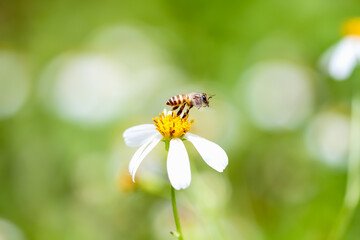 Bee flying on white back jack flower blooming with yellow pollen in garden background