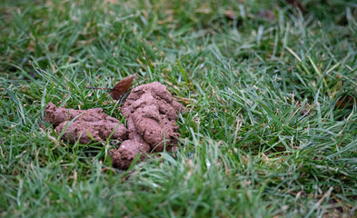 Dog poop on the lawn. Animal waste in the city. Cleaning up dog poop.