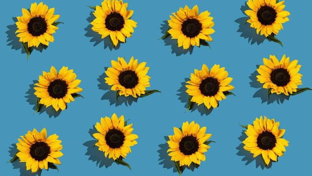 hard light pattern of yellow sunflower flower head moving around on bright blue background, flat lay stop motion