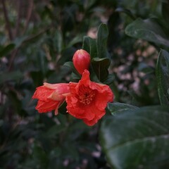 red berries in the garden