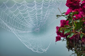 Spider Web In Due,