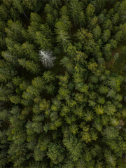 close up of a pine needles