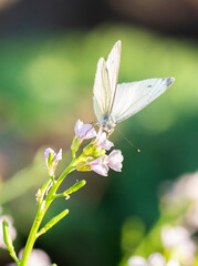 Butterfly sitting on a flower. 