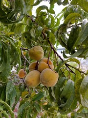 peach on tree
