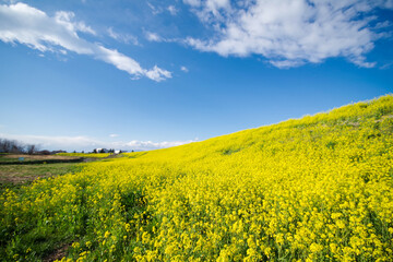 Obraz premium 一面に広がる菜の花