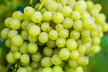 Close-up of large brush Sweet and tasty white grape, selective focus with blur background