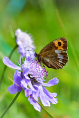 晩夏の湯ノ丸高原でマツムシソウやマルバダケブキに訪れる高山蝶のベニヒカゲ