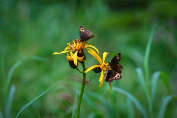 晩夏の湯ノ丸高原でマツムシソウやマルバダケブキに訪れる高山蝶のベニヒカゲ