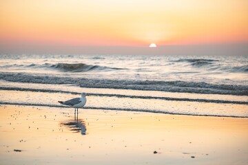 seagulls on the beach westende belgium