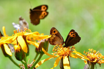 晩夏の湯ノ丸高原でマツムシソウやマルバダケブキに訪れる高山蝶のベニヒカゲ