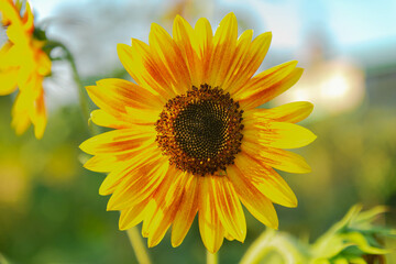 Kwiat ozdobnego słonecznika w słoneczny dzień. Środek kwiatu jest ciemny, płatki mają...