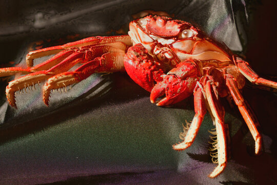 EXOESQUELETO DE CANGREJO