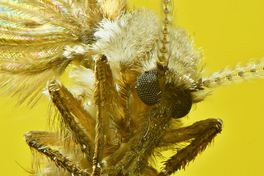 MACROFOTOGRAF&Iacute;A DE UNA MOSCA