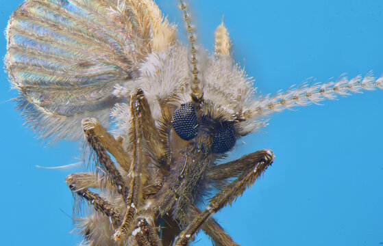 MACROFOTOGRAF&Iacute;A DE UNA MOSCA