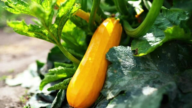 yellow zucchini grows on a bush on a sunny day. growing zucchini