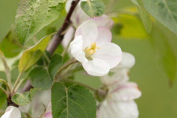 Flowers on an apple tree in spring.